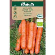 Gulerod, vinter 'Berlikumer 2'